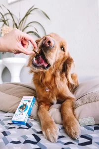 Bravecto para Cães: Proteção Eficaz e Prolongada contra Pulgas e Carrapatos