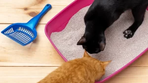 Cristais Desodorizantes para Caixas de Areia de Gatos: Sua casa livre de odores