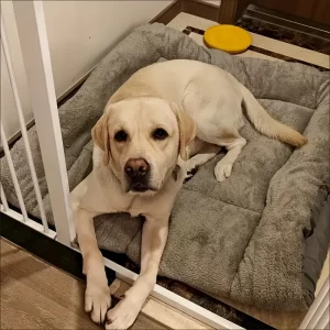 Cama de Pelúcia Grande: O Melhor Conforto para Seu Pet